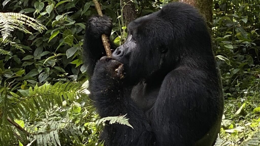 Gorilla trekking in June