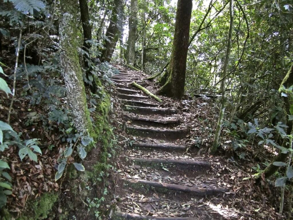 Hiking Trails in Nyungwe Forest