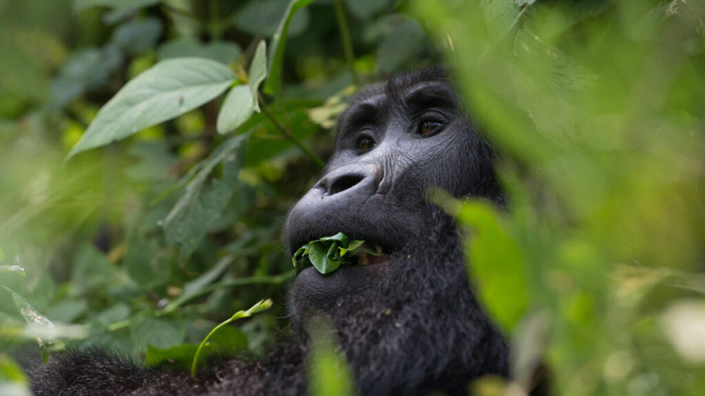 Can Mountain Gorillas Get Human Diseases?