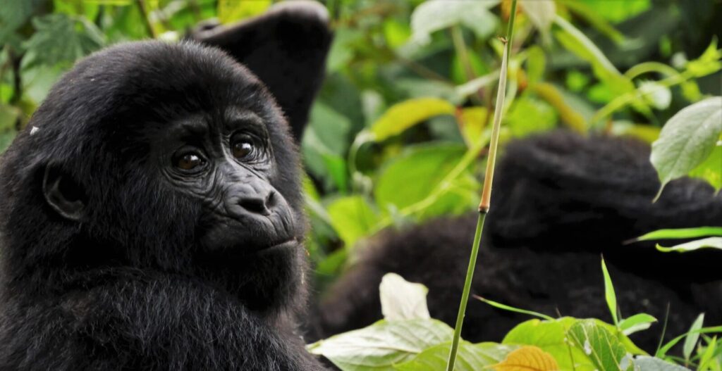 Kahungye Gorilla Family