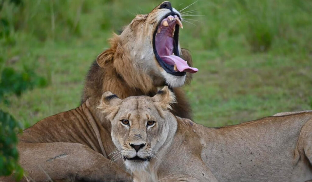 Lion Population Recovery in Akagera National Park