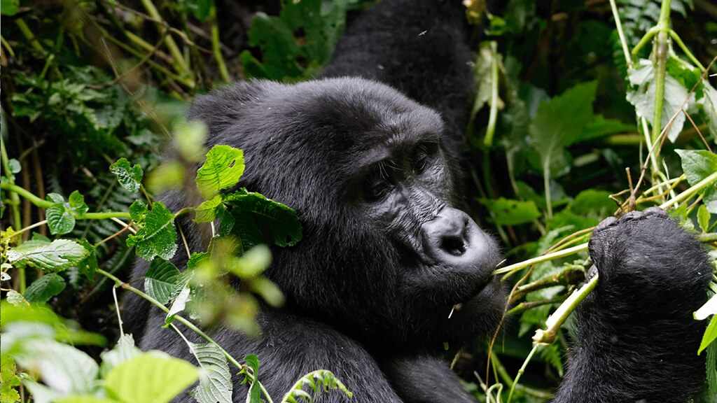 Gorilla Trekking in Mgahinga