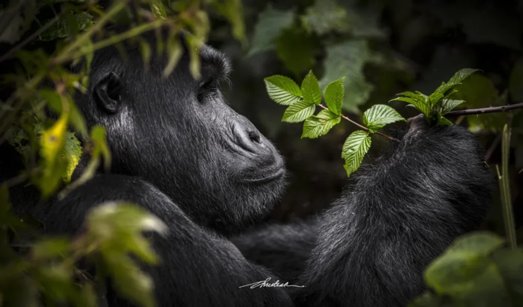 Mishaya Gorilla Family