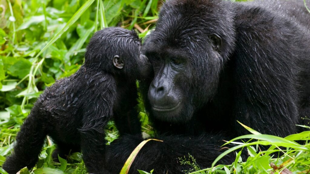 Mubare Gorilla Family