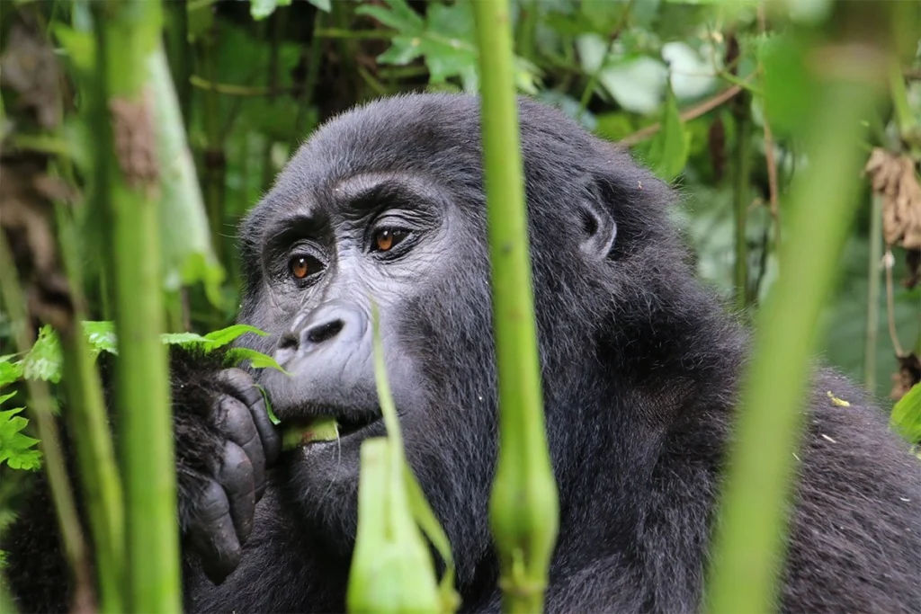 New-Rwanda-gorilla-permit-price
