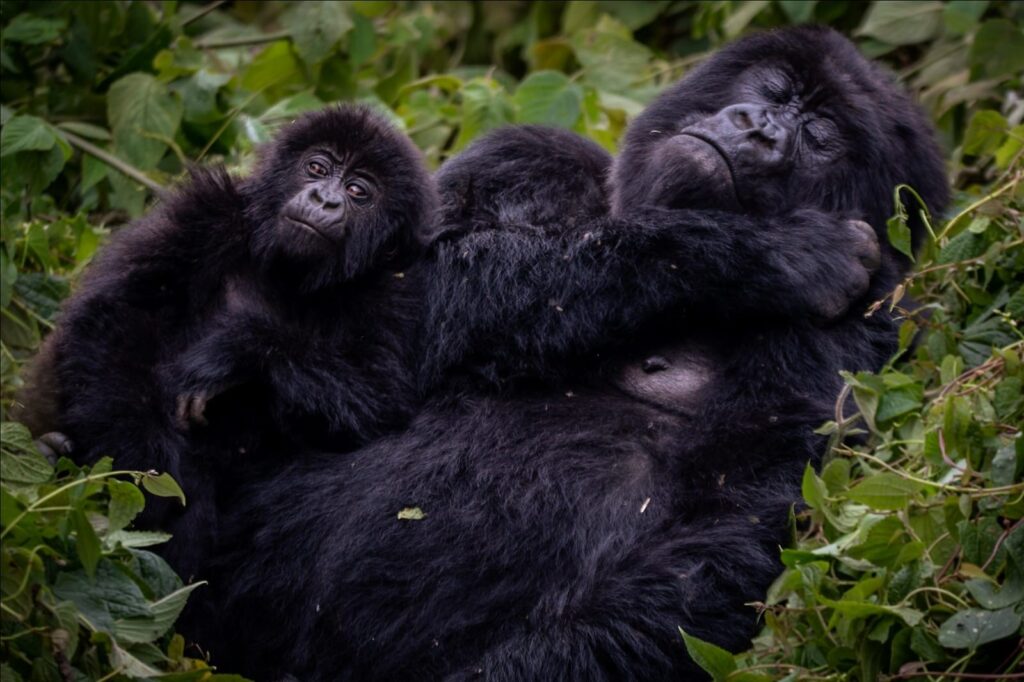 Gorilla Trekking vs Gorilla Habituation