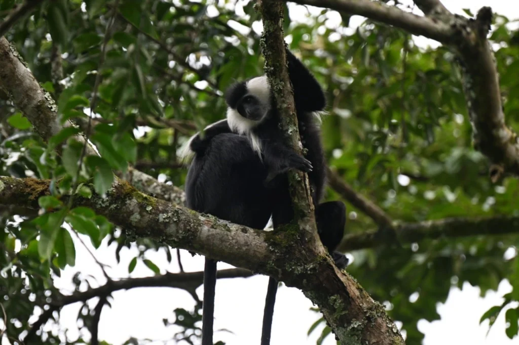 Nyungwe Colobus Monkeys