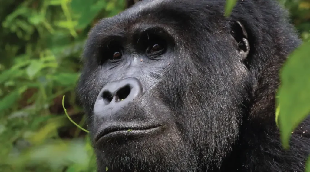 Oruzogo Gorilla Group