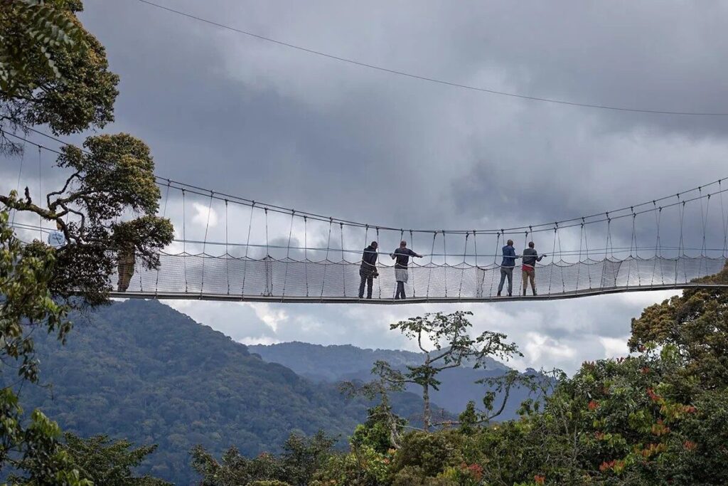 Rwanda’s Canopy Walk in Nyungwe
