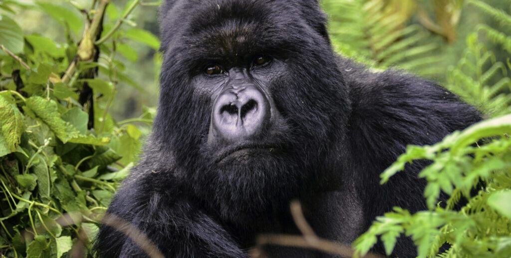 How Are Mountain Gorillas Born and Raised?