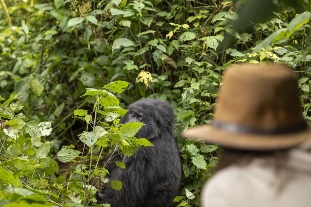 The Best Honeymoon Experiences in Rwanda Beyond Gorillas