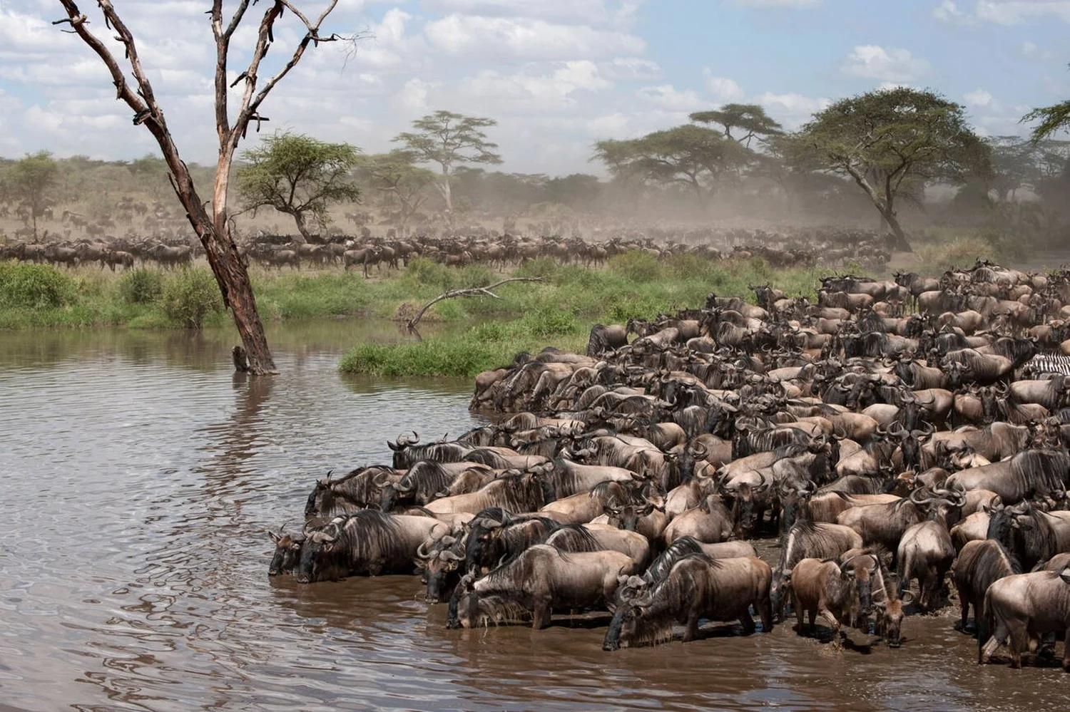 The Great Migration in Tanzania