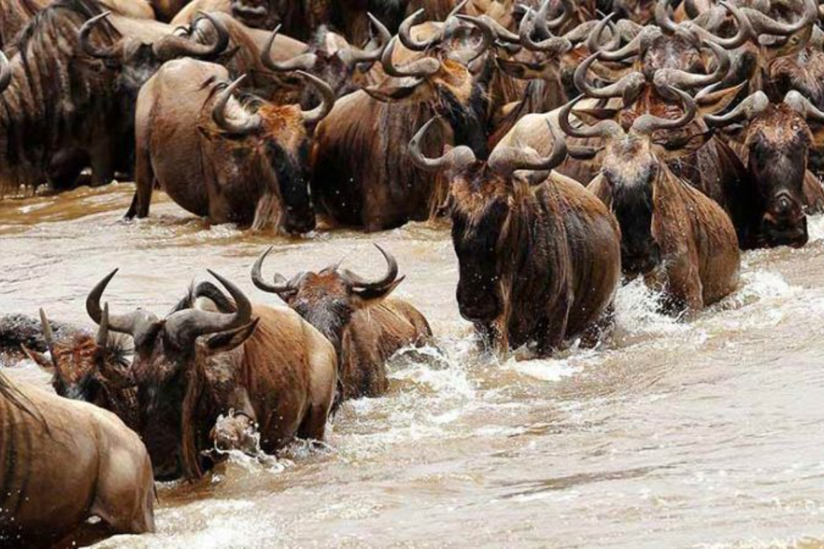 The Great Migration in Tanzania