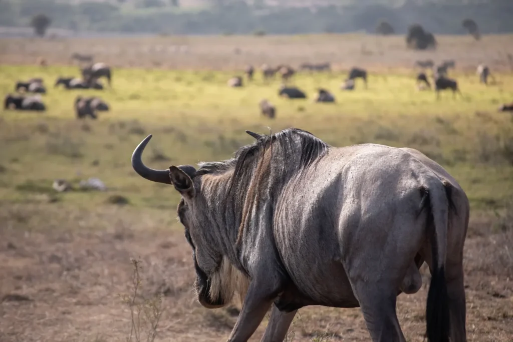 The Great Migration in Tanzania