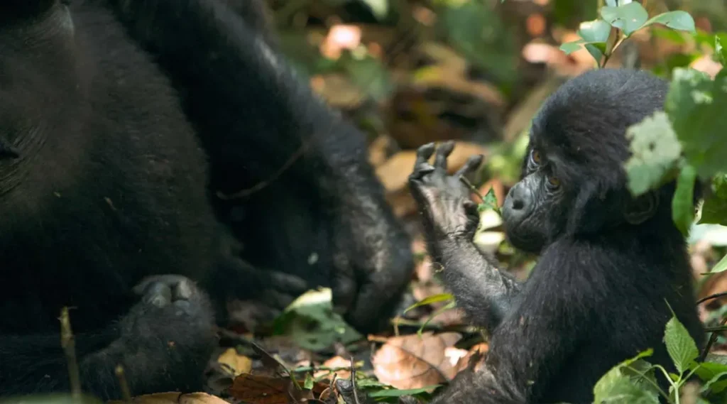 Mountain Gorilla Population Growth