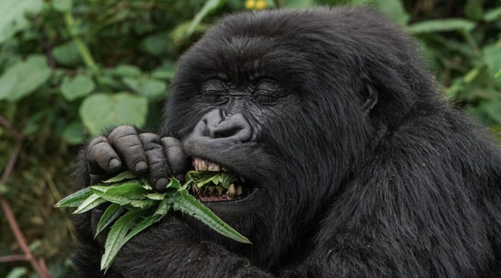 The diet of mountain gorillas
