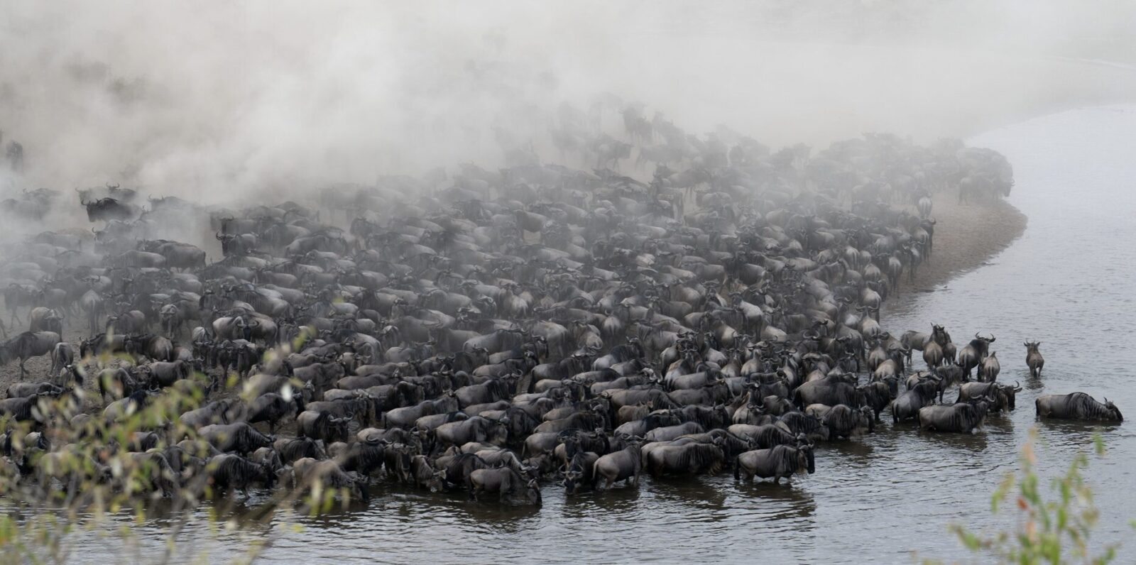 What Is the Great Migration and Why Does It Happen?