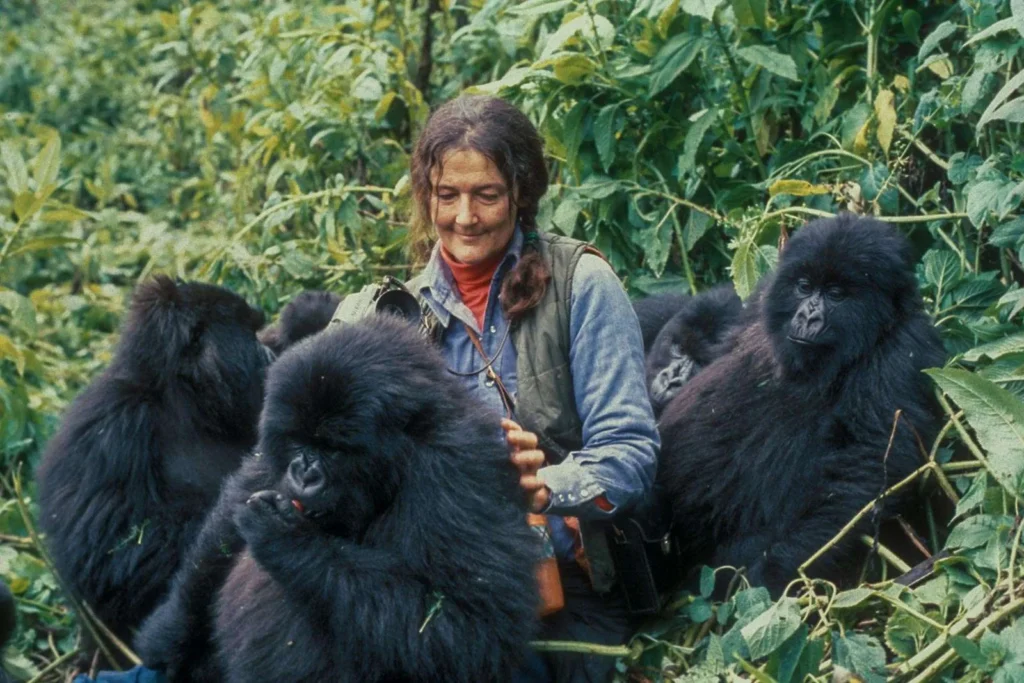 The Role of Dian Fossey