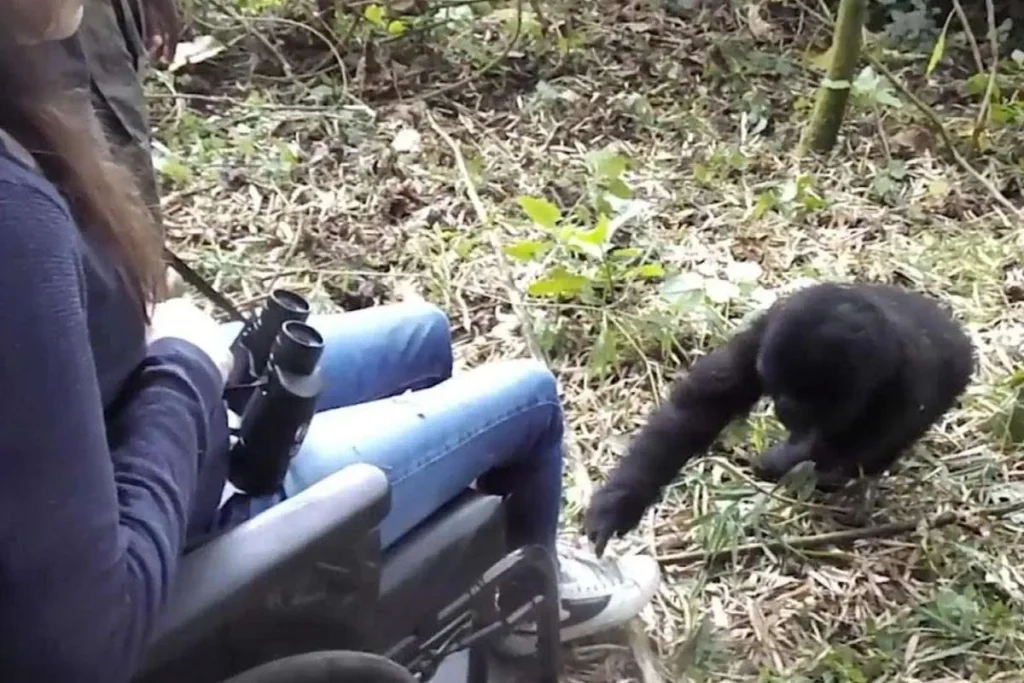 Gorilla Trekking with a Disability