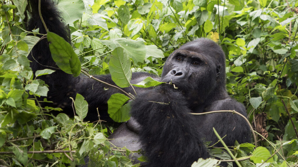 Eastern Lowland Gorillas