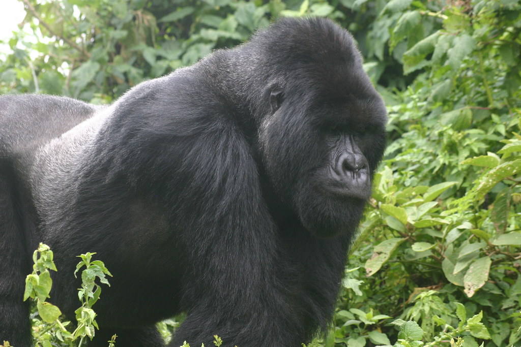 How Scientists Count Mountain Gorilla Populations