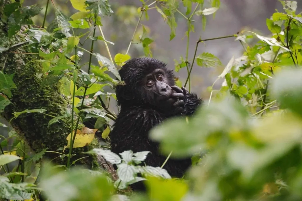 What Is a Gorilla Habituation Experience Permit and How Much Does It Cost?