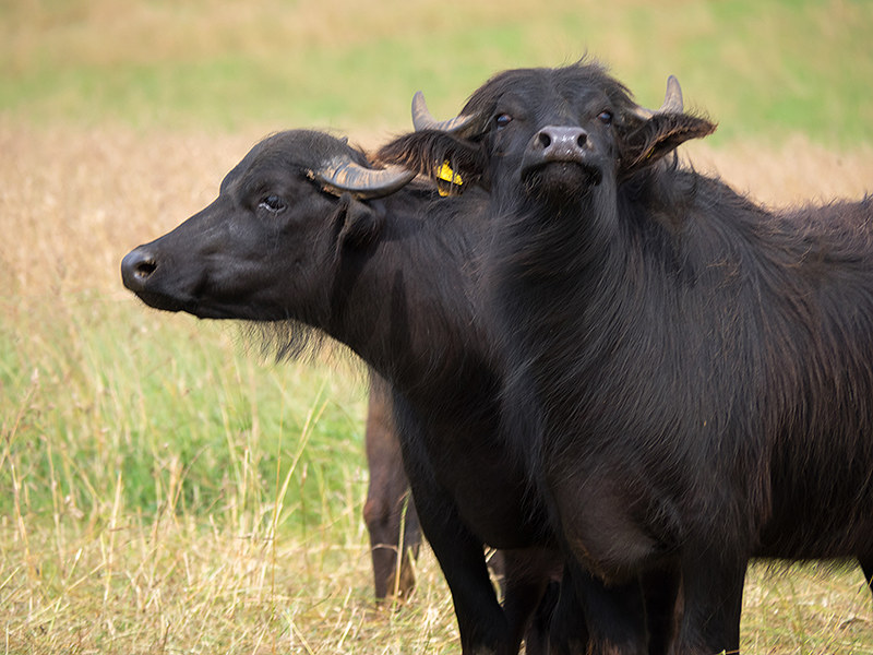 African Buffalo