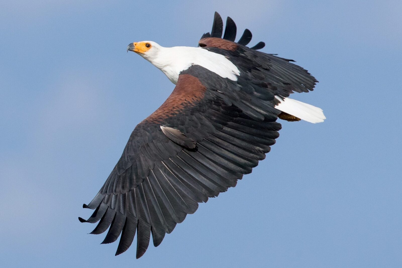 African Fish Eagle