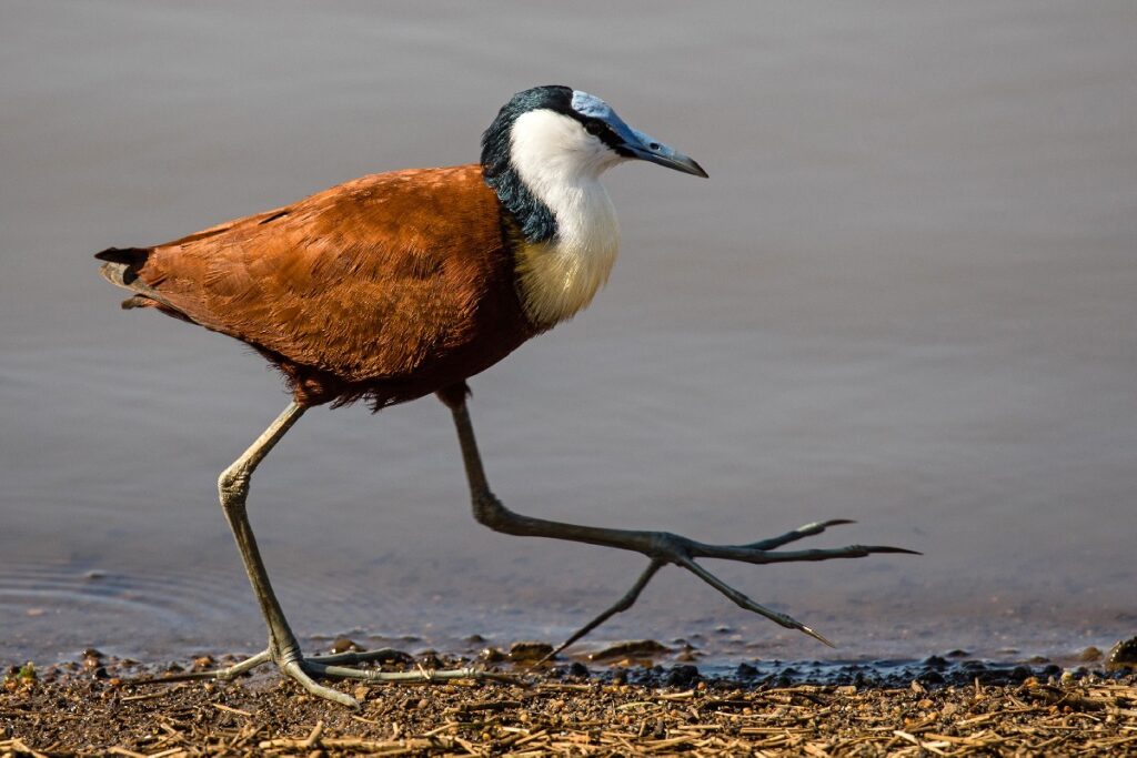 African Jacana