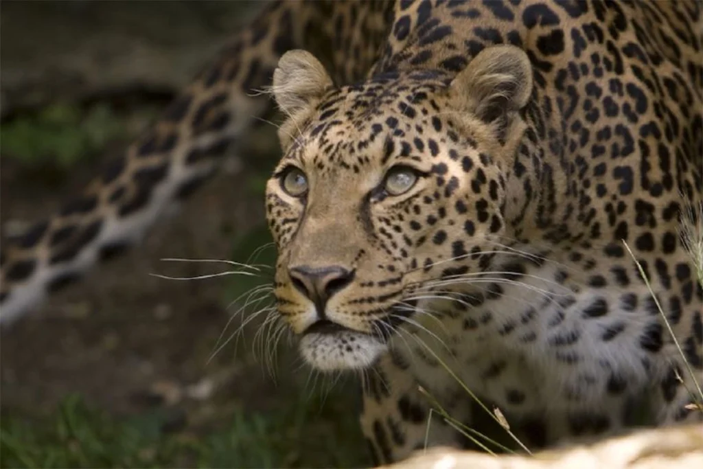 African Leopard: The Most Elusive of the Big Five