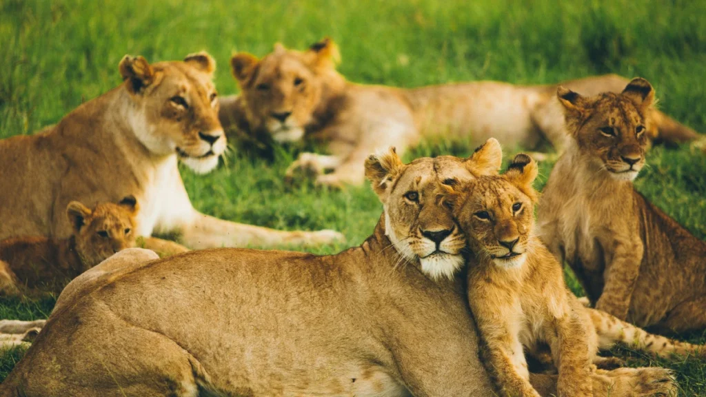 African Lion: Behaviour Pride Structure and Best Viewing