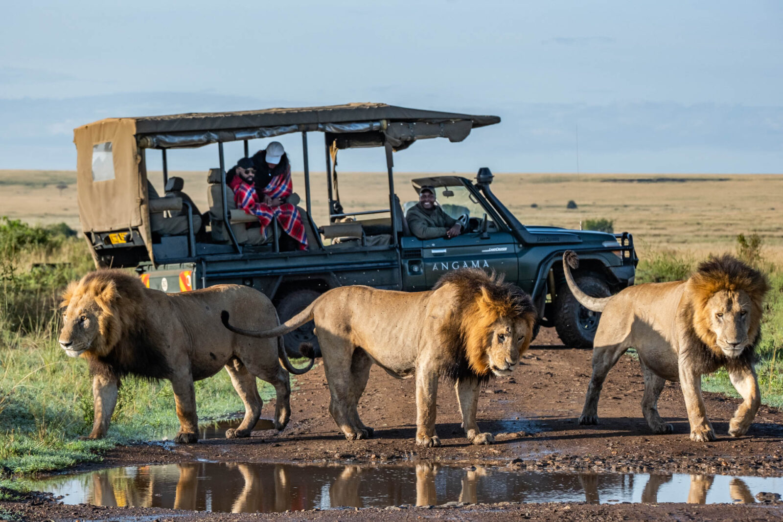 African Lion: Behaviour Pride Structure and Best Viewing