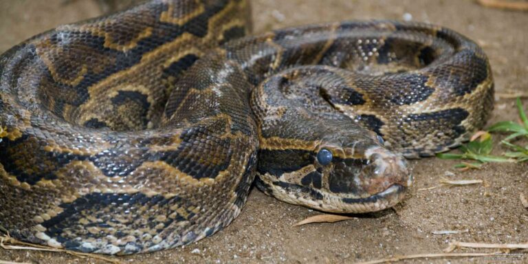 African Rock Python: Uganda’s Largest Snake – Muhiga Safaris