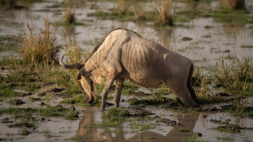 Amboseli in the Rain