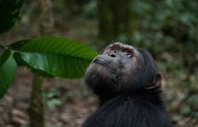 Chimpanzees challenge traditional definitions of intelligence.
