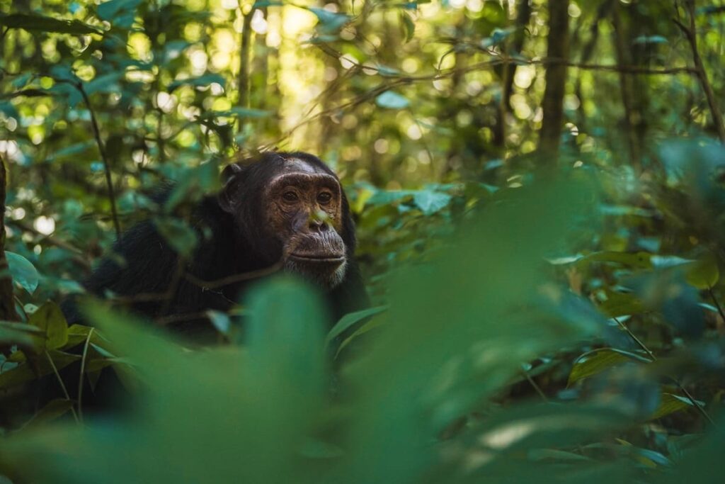 Chimpanzees challenge traditional definitions of intelligence.