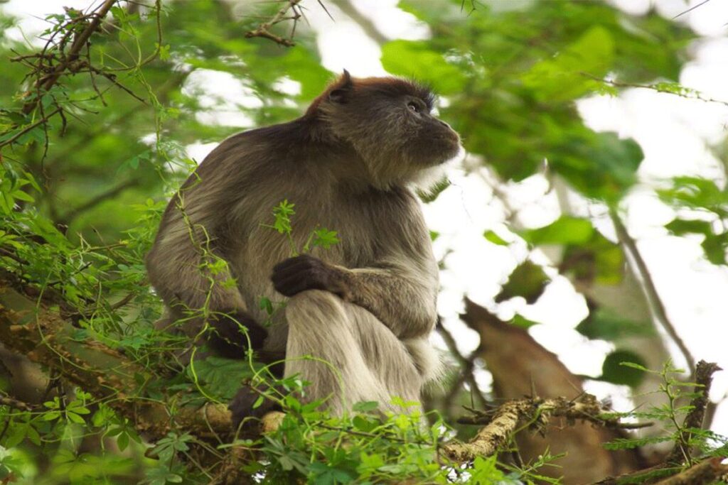 Bigodi Wetland Sanctuary