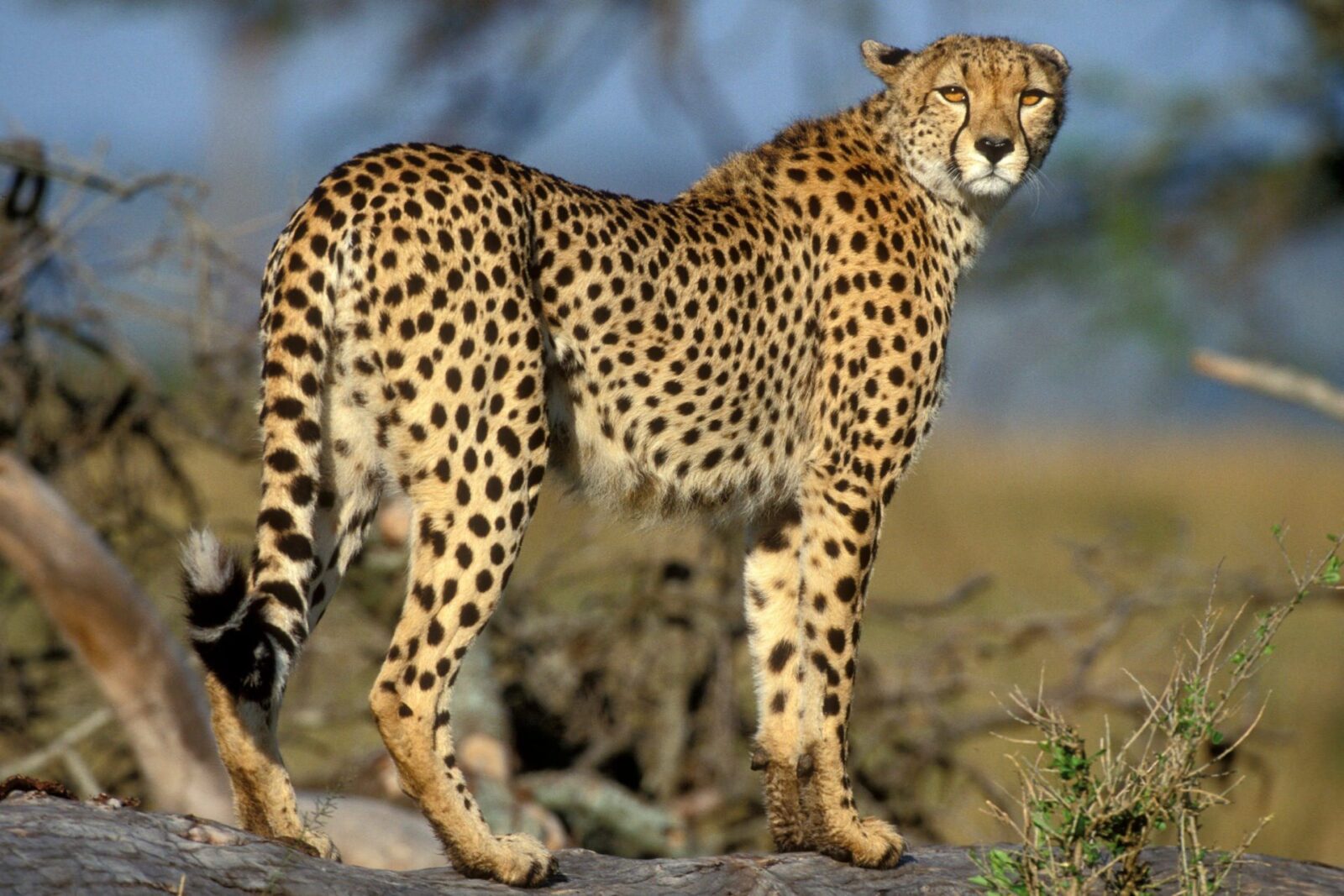 Cheetah in Uganda