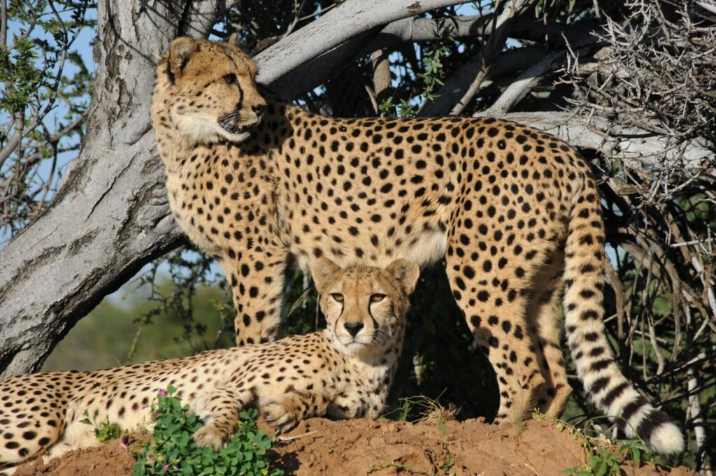 Cheetah in Uganda