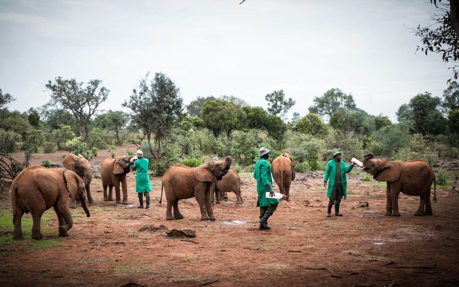 David Sheldrick Wildlife Trust