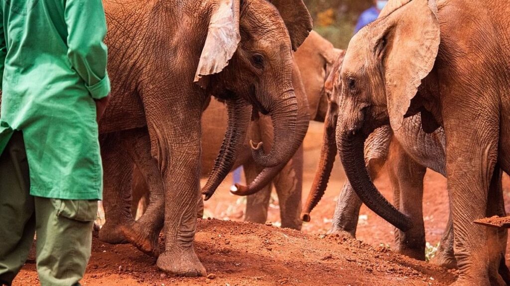 David Sheldrick Wildlife Trust
