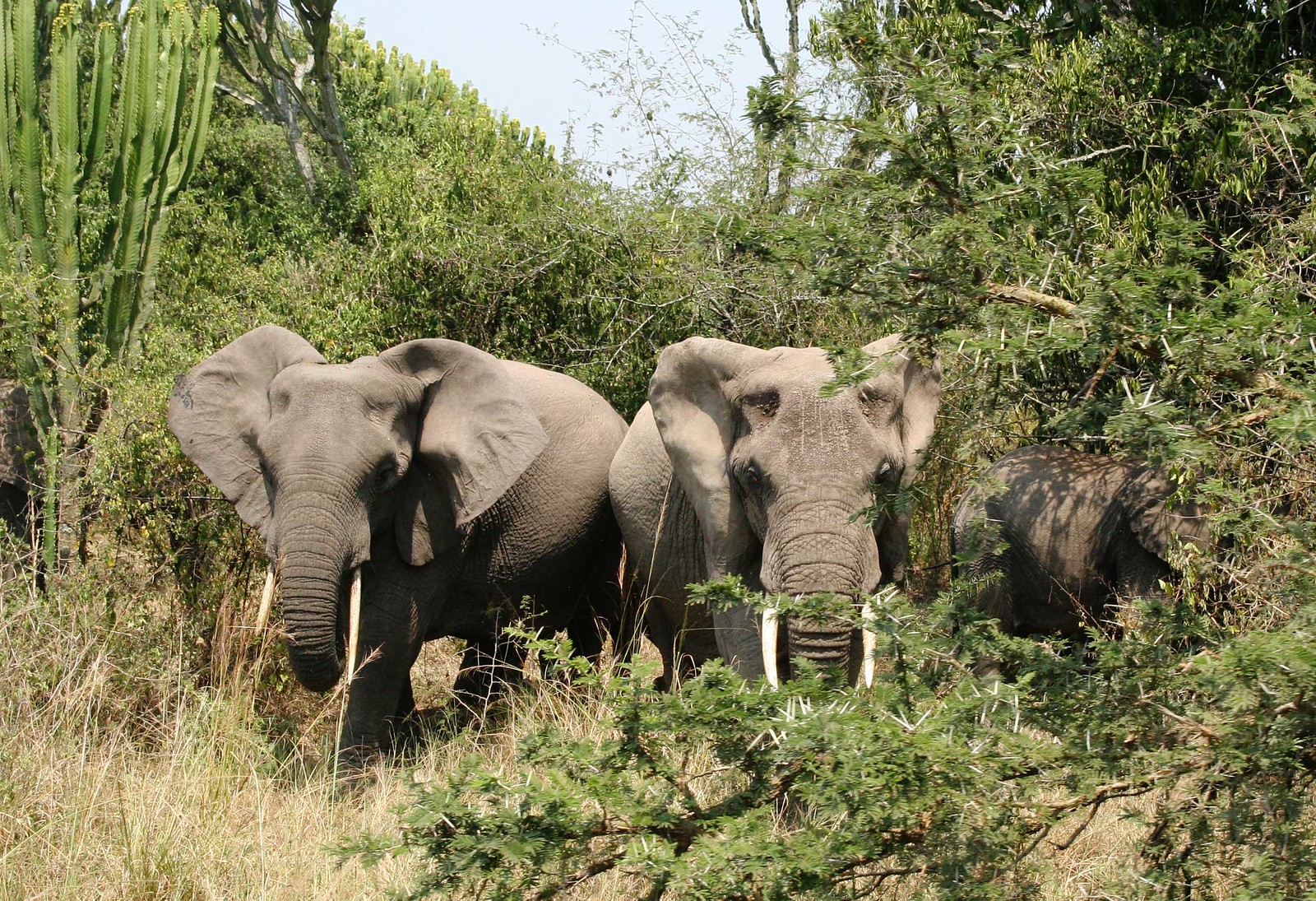 African Elephant Facts: Behaviour Intelligence and Conservation