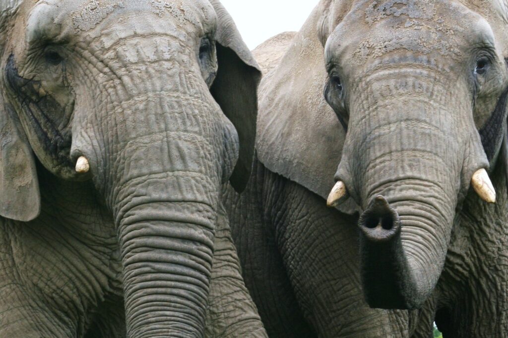 African Elephant Facts: Behaviour Intelligence and Conservation