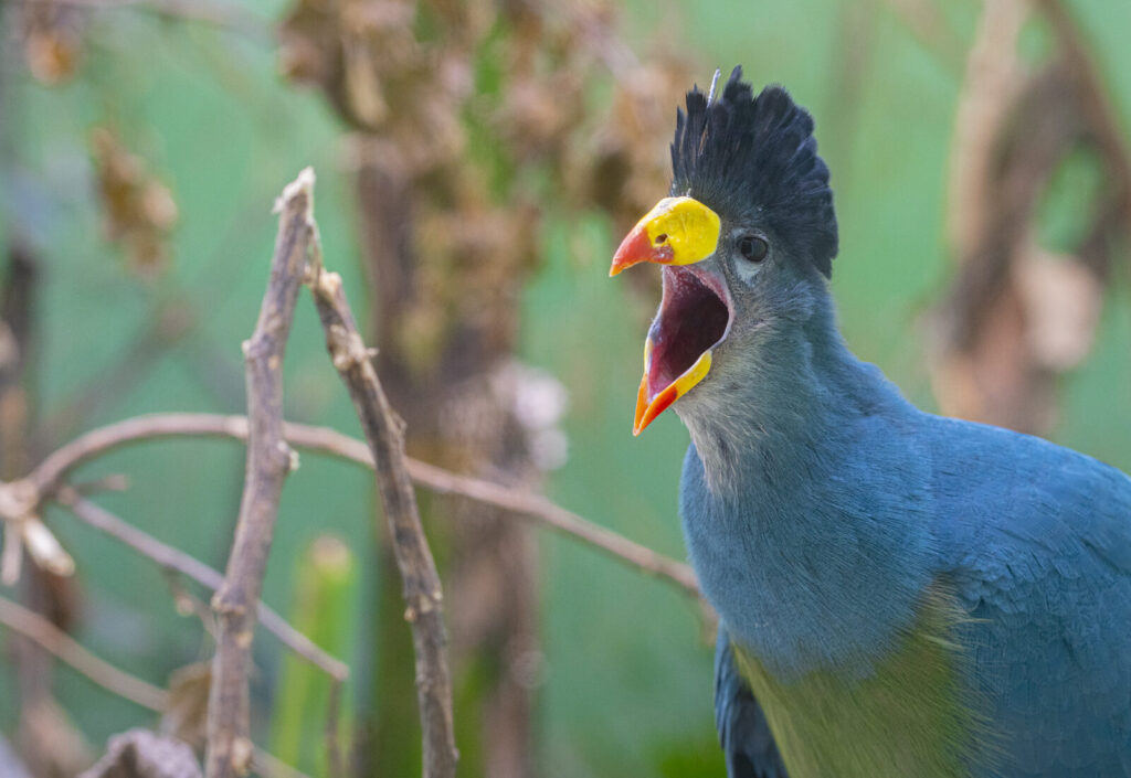 Great Blue Turaco