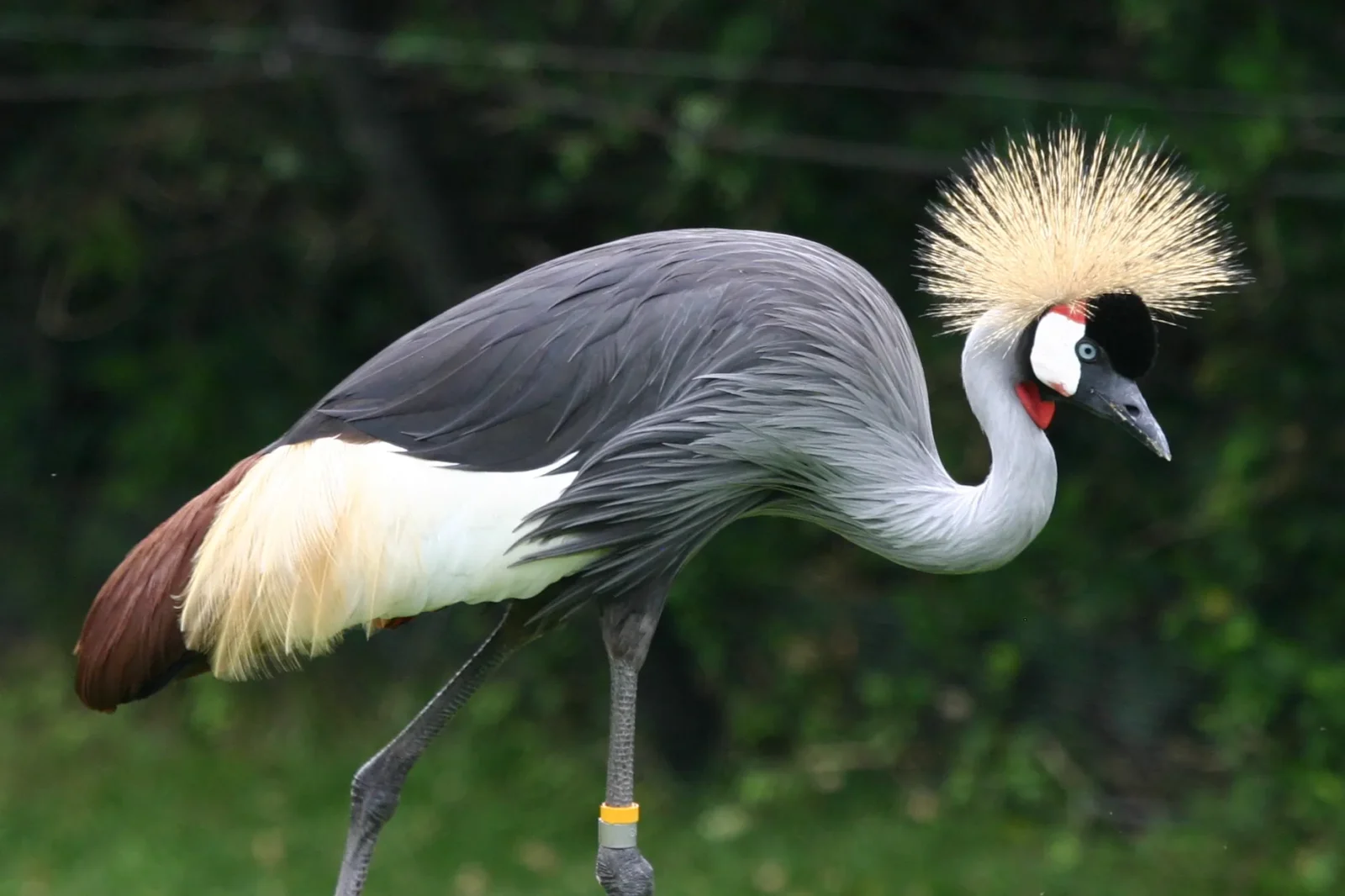 Grey Crowned Crane