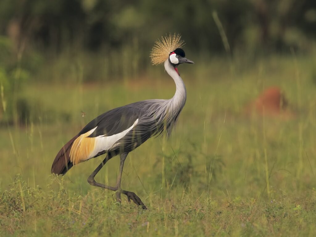 Grey Crowned Crane