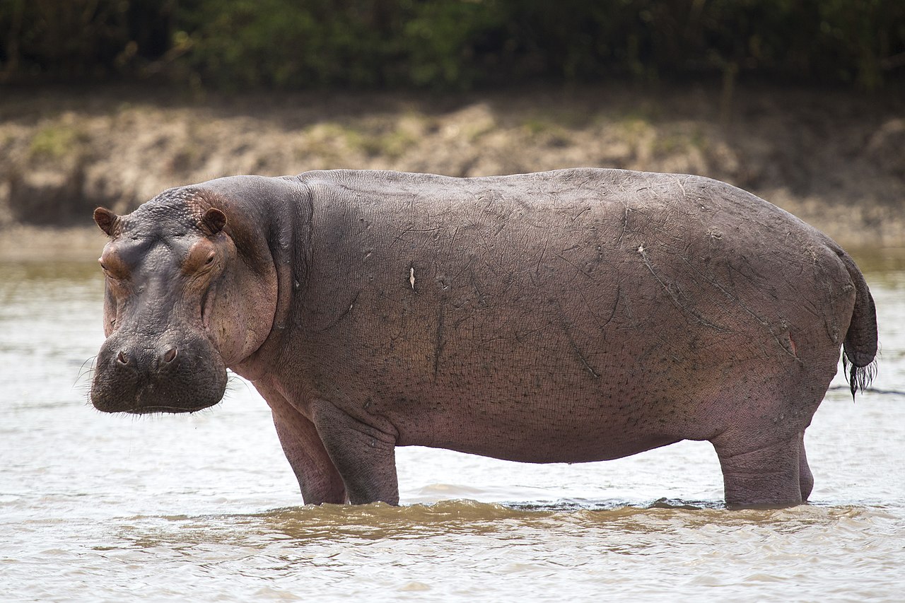 Hippopotamus Facts: Africa’s Most Territorial Animal