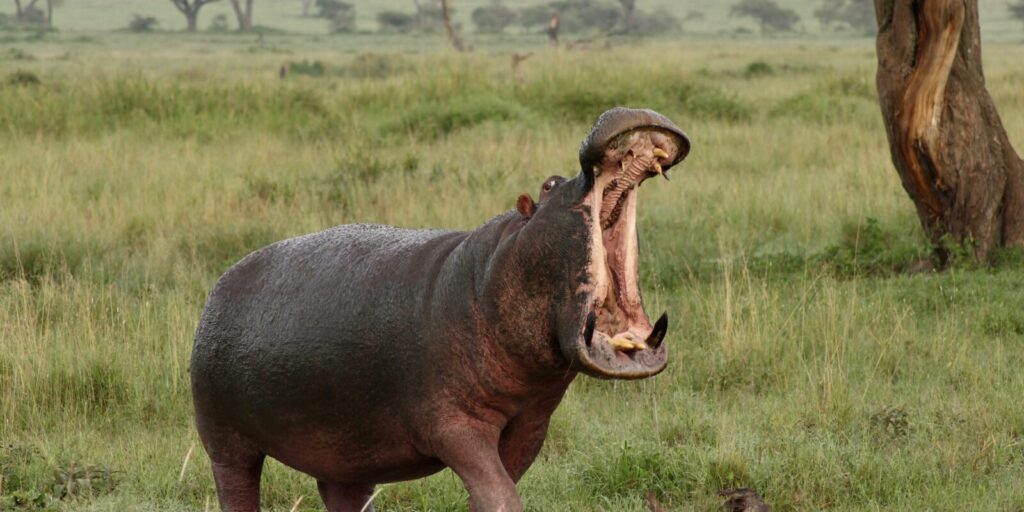 Hippopotamus Facts: Africa’s Most Territorial Animal