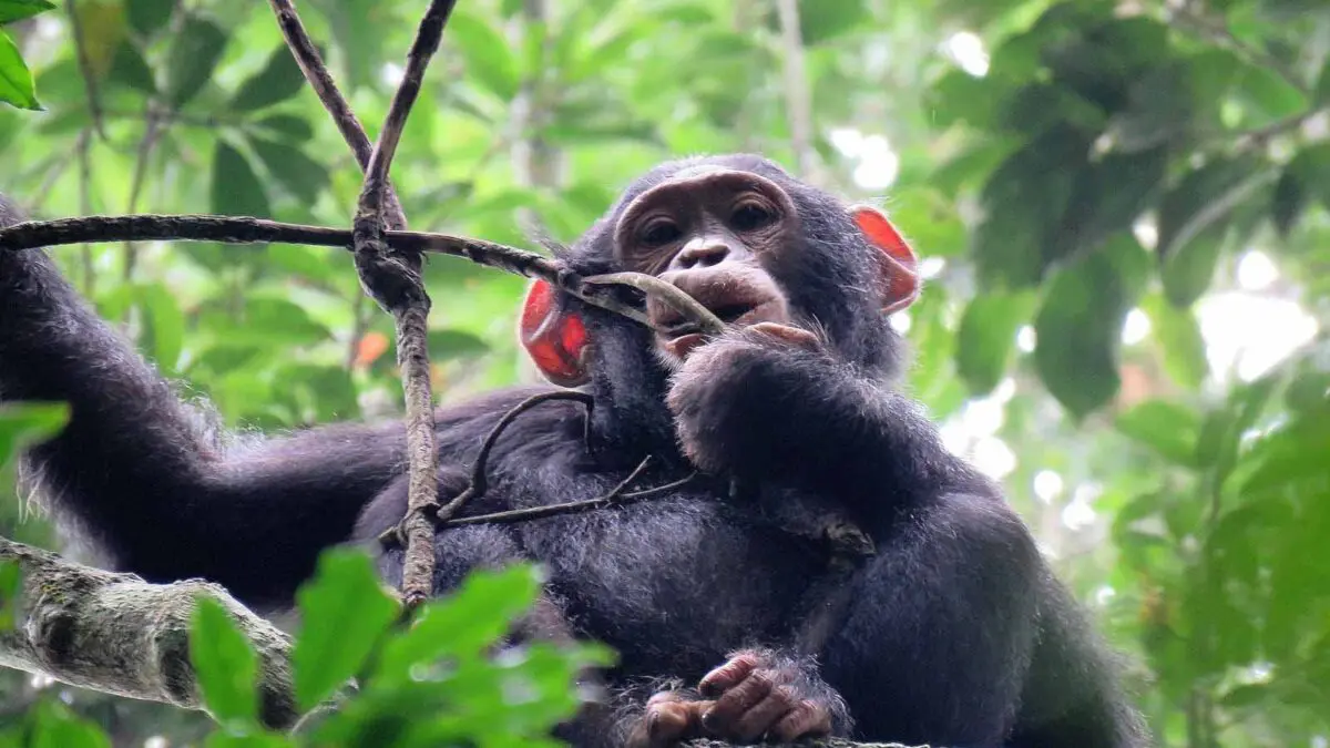 Chimpanzees are more than just another species on a safari checklist.