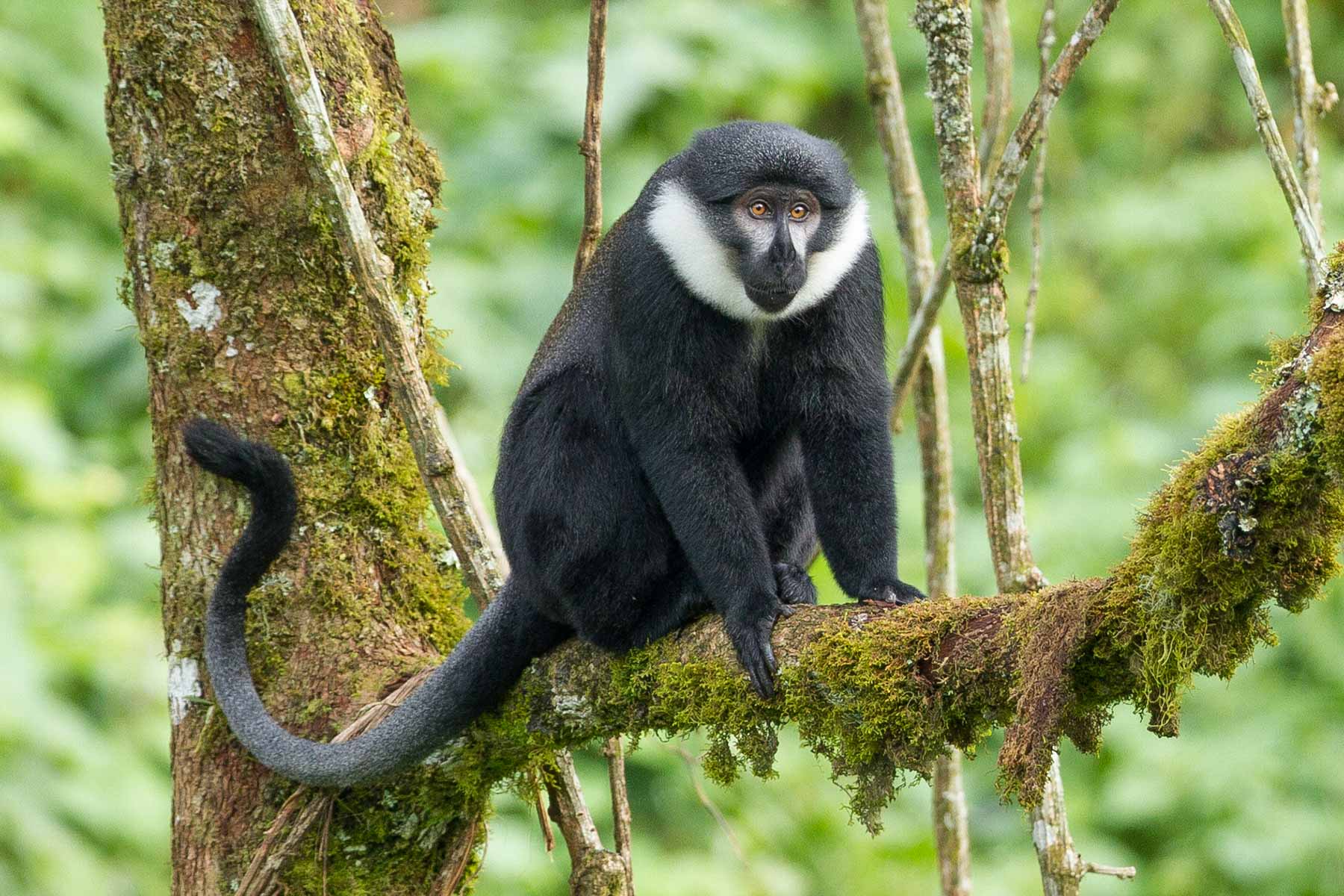 Uganda’s L’Hoest’s Monkey
